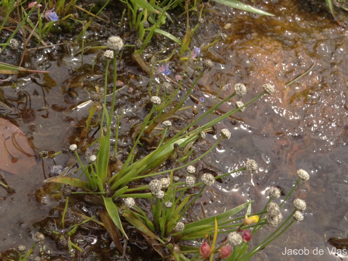 Eriocaulon thwaitesii Körn.